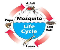 image Mosquito Life Cycle