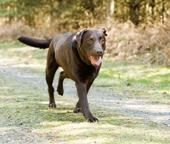 choc lab young off leash