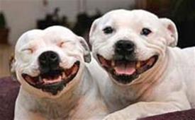 Happy Dogs